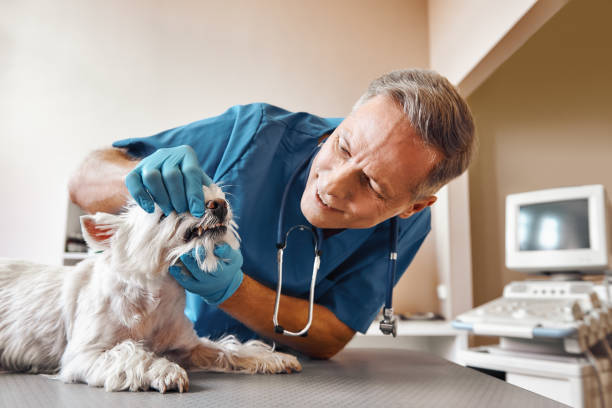 Best Broken or Cracked Tooth Emergency Dentist in Genoa, AR